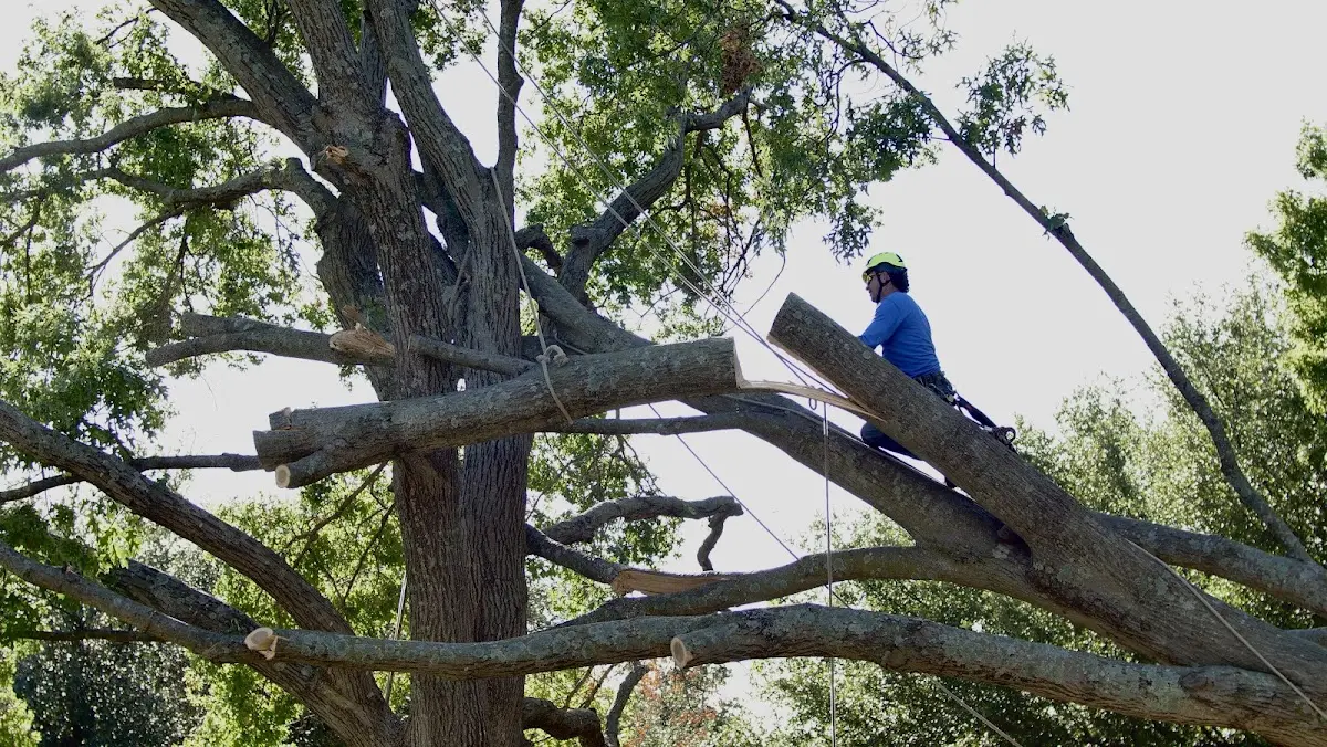 Professional Crown Thinning performed by certified arborists in Fellows